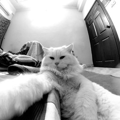 shahzaibtariq03's profile picture. Doctor.