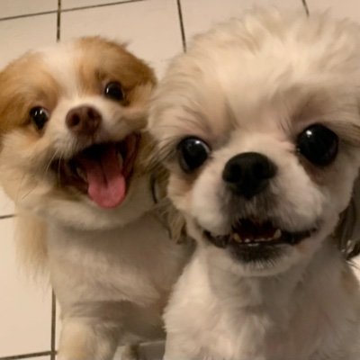 We are a family of 5
Buddy: the lovable Pomeranian (2yrs)
Roxie: the lovable Shih Tzu (2yrs)
Puppies by batch
Lola (8mths old)
Moo Moo and Cow (1mth old)