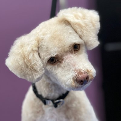 CumberPetGroom Profile Picture