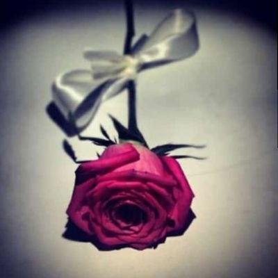 monia_shayeb's profile picture. 