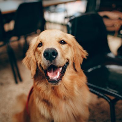 GoosterPieham's profile picture. Golden Retriever