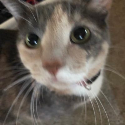 hob_ie's profile picture. 