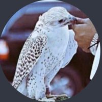 الجارح !!المرهب (@yeui77) 's Twitter Profile Photo الجارح !!المرهب (@yeui77) 's Twitter Profile Photo