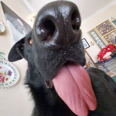 Ashh10986950's profile picture. Wilson school of the middle❗