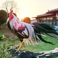 ルナ🐓 (@kgs1sdr0frm37rr) 's Twitter Profile