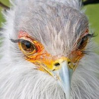 Shiro_Tenma_NSFW 🔞 (@nsfwtenma) 's Twitter Profile Photo