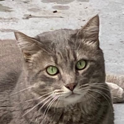 Life is short - Eat chocolate & get a cat (or 2) 🐾 PTSD survivor ♥️ paranormal book lover 🧛🏻♂️ 😈 Lucifan ✊🏻 Always & Forever! 🌺 Scentsy Consultant 🕯