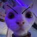 plushyboy (@idkh0wig0t_here) Twitter profile photo plushyboy (@idkh0wig0t_here) Twitter profile photo