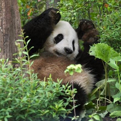パンダ好きによるパンダ満喫アカウント。浜家も神戸のお嬢様も上野ファミリーもみんな大好き!海外のパンダも可愛い💕世界中で生きるすべてのパンダに幸あれ✨