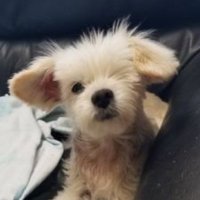Lynn (@lynnstootsie) 's Twitter Profile