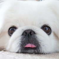 ふわふわ♡わたちゃん (@wata201312) 's Twitter Profile Photo ふわふわ♡わたちゃん (@wata201312) 's Twitter Profile Photo
