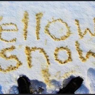 yellowsnow9 Profile Picture