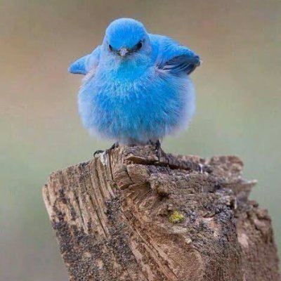 viivigos's profile picture. 