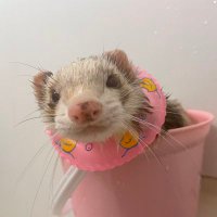 おじさん🐒 (@drgngt69) 's Twitter Profile