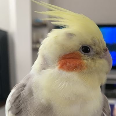 LInOcNb6baLloag's profile picture. 