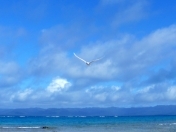 korea1234567's profile picture. 제주도의 모든것~제주올레횟집