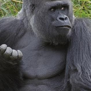 JohnnyBgkkde's profile picture. 