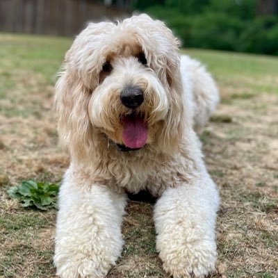 The Official Twitter account for @tupelohigh’s first therapy(in training)dog💙🐾💛 Owned and loved by @am_goad