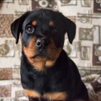 MAGA Loki (@lokitherottie) Twitter profile photo