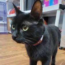 blair_partridge's profile picture. Why NFTs are more than just JPEGs?