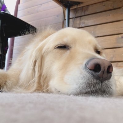 C_H_yuu22's profile picture. 14歳のセキセイ(チロちゃん)🦜と☆2018/5/11生☆のゴールデンレトリバー(花子)🐕の記録＊ゴル率高め＊