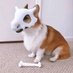 corgi (@chongyikun007) Twitter profile photo corgi (@chongyikun007) Twitter profile photo