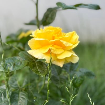 kalbifatih's profile picture. var mıyız ki yok olalım