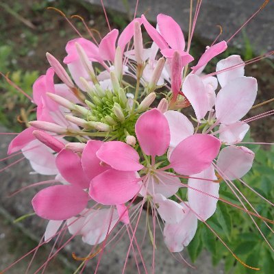 amamiuturnchu's profile picture. 嘉徳応援アカウント。基本は無口なタイプ。護岸完成、見届けたら消えます。💉*5