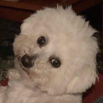 SamCoo1's profile picture. Keyboard tappin’ writer, page flippin’ book reader, video game button mashin’ player. Oh, I also like painting minis.