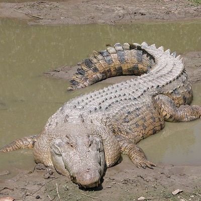 Me encantan los Dinosaurios y los Animales, son lo mejor 😊🦖🐊🦕🦣🦤