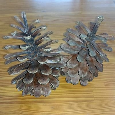 gacchan2022's profile picture. 令和4年４月から姶良市に住んでます。姶良市を廻ると知らないことばかり、姶良市や森林について知ったことをつぶやきたいです。