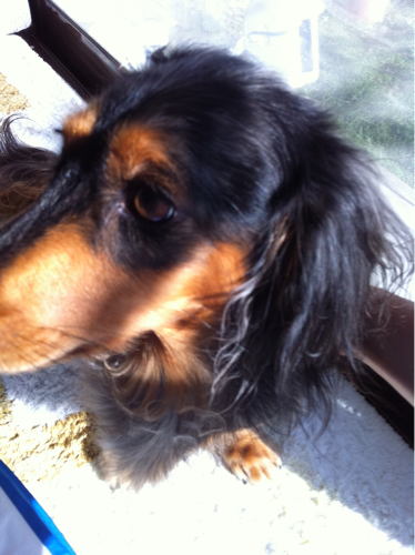 pinoccchiiio's profile picture. お薬を作ってます。
pharmacy/molecular biology/the世界遺産/京都/村上春樹/miniature dachshund/横浜/F1/ビール(Hoegaarden White,富士桜ヴァイツェン)/sakusaku/水曜どうでしょう