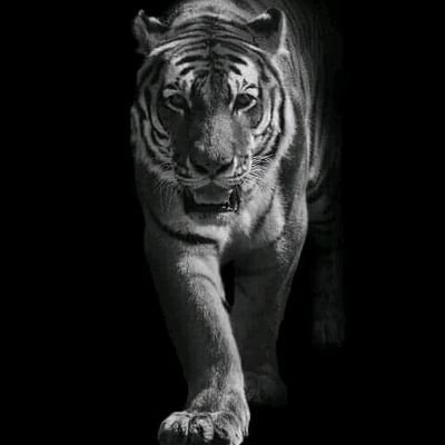 kingsleylectors's profile picture. Student