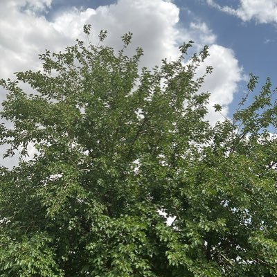 cahit_turan's profile picture. öyle yıkma kendini  öyle mahsun, öyle garip...  nerede olursan ol  içerde, dışarda, derste, sırada,  yürü üstüne üstüne  tükür yüzüne celladın