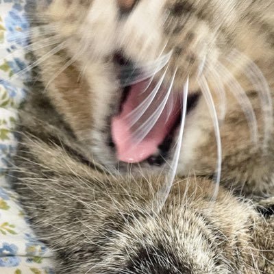 はるやさんのプロフィール画像