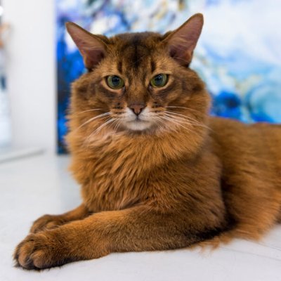 KattKrister's profile picture. Talar med bönder på bönders vis.
Och med Mp på latrin.