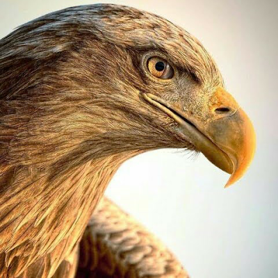joelkiarie0's profile picture. 
