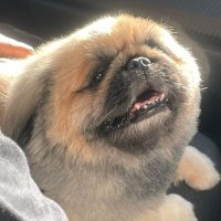 guz (@0_guzzu) 's Twitter Profile