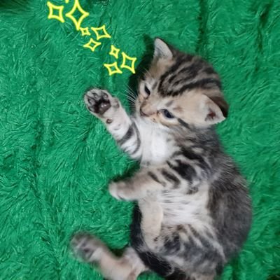 drtlatiftif's profile picture. 🍉 https://t.co/B3h7ImxxhB