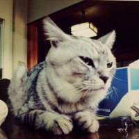 けむ@B'z LIVE-GYM2025Fukuoka参戦 (@odekogasemaiyo) 's Twitter Profile Photo