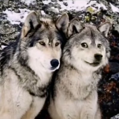 Ravikumarsilla1's profile picture. 