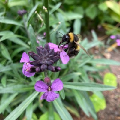 Northerner down South. AuDHD. SENCo. Fighter of battles. Passionate about SEND and supporting children and families🐝