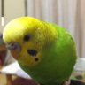 Rio391577P's profile picture. 2022.5/30 飼い主の不注意でセキセイインコのぴーちゃんがベランダから飛んで行ってしまいました😭だいぶ前に息子が作ったTwitterで捜索❕Twitter初心者故、失礼等ございましたらお許しください🙇‍♀️
