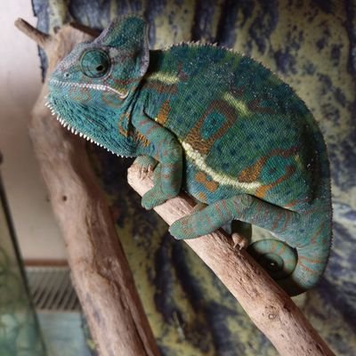 k_t_k_54's profile picture. street Christian. believe in democracy. hates Tories. love reptiles. mostly hate Tories tho.