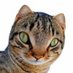 Kylocat07 (@kylocat07) Twitter profile photo Kylocat07 (@kylocat07) Twitter profile photo