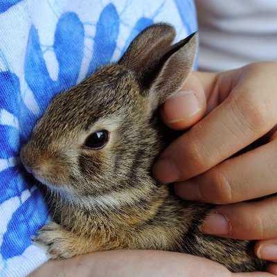 0YWnejdzP0LTCvT's profile picture. うさぎさんと一緒に生活しています。一緒に暮らしてきた可愛い子たち💖みんなこの宇宙の粒子となってそれがまたどこかの誰かの可愛い子になって今も生きてる。宇宙はつながり🌌無言フォローお許し下さい🙇