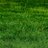grass166's profile image