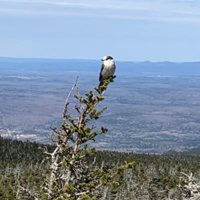 JossSantoire's profile picture. 