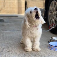 1king vince (@dapnofsky1) 's Twitter Profile