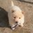 blind_guidedog_'s profile image